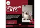 Himalayan Cats in Bangalore | Himalayan Cats for Sale in Bangalore