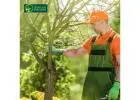 Professional Tree Care Services in Ashwood for Healthy, Well-Managed Trees