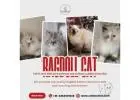 Ragdoll Cat in Bangalore | Ragdoll Cat Sale in Bangalore