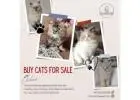 Buy Cats for Sale Online in Bangalore | Buy Kittens in Bangalore