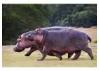 How Fast Can a Hippo Run on Land and in Water?