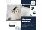 Buy Persian Kittens in Bangalore | Best Persian Cat in Bangalore