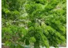 Bald Cypress Glenview | Buy Online with Free Delivery & Planting