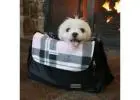 Small Dog Carriers - Premium Pooch Bag & Liner Collection
