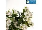 Access Artificial Hanging Plants Online with Trade Pricing