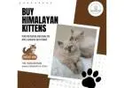 Buy Himalayan Kittens in Bangalore | Himalayan Kittens for Sale in Bangalore