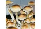 Burma Mushroom Strain Known for Fast Colonization Growth