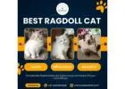 Best Ragdoll Cat in Bangalore | Ragdoll Cat Sale in Bangalore