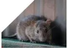 Rodent Control Perth