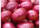 Red Onion Suppliers in Maharashtra