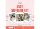 Best Siberian Cat in Bangalore | Siberian Kitten in Bangalore