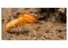 Expert Termite Control