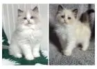 Royal Kitten – Buy Healthy Persian Kittens Online in India