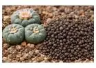 Premium Peyote Cactus Seeds – Lophophora Williamsii (Fresh & High Quality)