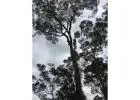 Tree Lopping Lane Cove North