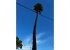 Palm Tree Removal Sydney