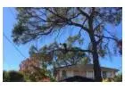Tree Trimming Sydney | Ben's Tree and Garden Services